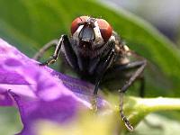 Graue Fleischfliegen (Sarcophaga carnaria) 05